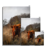 Welsh Cow Fine Art Print