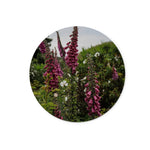 Foxgloves Glass Chopping Board