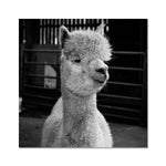 Alpaca Fine Art Print