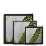 Lysichiton Framed Canvas