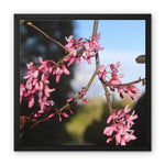 Pink Cercis Framed Canvas