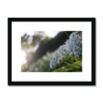 Tilia Cordata Framed & Mounted Print