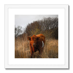Welsh Cow Framed & Mounted Print