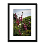 Foxgloves Framed & Mounted Print