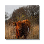 Welsh Cow Canvas