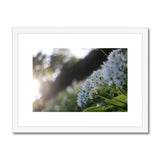 Tilia Cordata Framed & Mounted Print