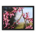 Pink Cercis Framed Canvas