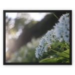 Tilia Cordata Framed Canvas