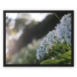 Tilia Cordata Framed Canvas