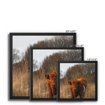 Welsh Cow Framed Canvas