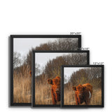 Welsh Cow Framed Canvas
