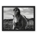 Whitesands Pony Framed Canvas