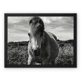 Whitesands Pony Framed Canvas