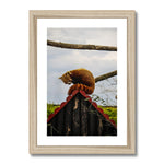 Red Panda Framed & Mounted Print