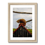Red Panda Framed & Mounted Print