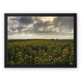 Rhossili Sunflowers Framed Canvas