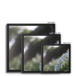 Tilia Cordata Framed Canvas
