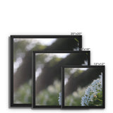 Tilia Cordata Framed Canvas