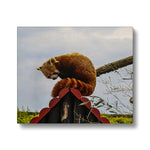 Red Panda Canvas