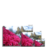 Clyne Gardens Fine Art Print