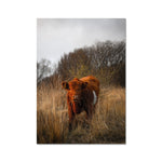 Welsh Cow Fine Art Print