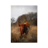 Welsh Cow Fine Art Print