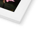 Pink Cercis Framed & Mounted Print
