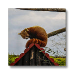 Red Panda Canvas