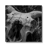 Horns Canvas