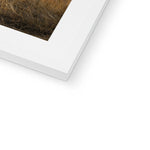 Welsh Cow Framed & Mounted Print