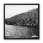 Swan Lake Framed Canvas