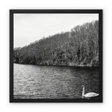 Swan Lake Framed Canvas