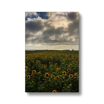 Rhossili Sunflowers Canvas