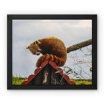 Red Panda Framed Canvas
