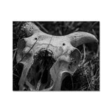 Horns Fine Art Print