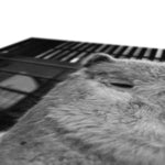 Alpaca Canvas