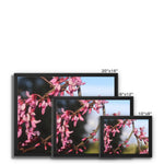 Pink Cercis Framed Canvas