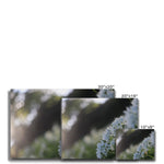 Tilia Cordata Canvas