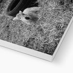 Little Lamb Canvas