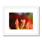 Fiore Italiano Framed & Mounted Print