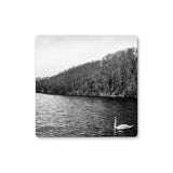 Swan Lake Coaster