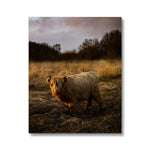 Highland Cow Canvas