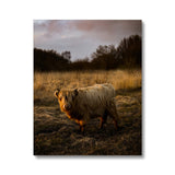 Highland Cow Canvas