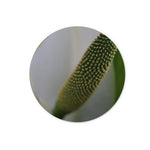 Lysichiton Glass Chopping Board