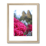 Clyne Gardens Framed & Mounted Print