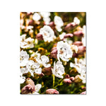 Sea Campion Fine Art Print
