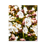 Sea Campion Fine Art Print