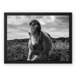 Whitesands Pony Framed Canvas