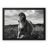 Whitesands Pony Framed Canvas