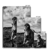 Whitesands Pony Canvas